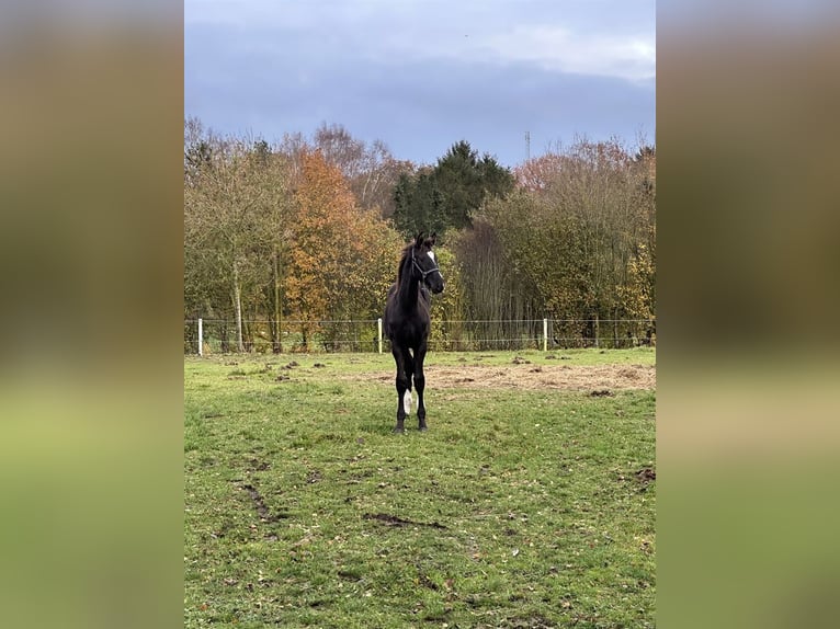 Dänisches Warmblut Wallach 1 Jahr 175 cm Schwarzbrauner in Risskov