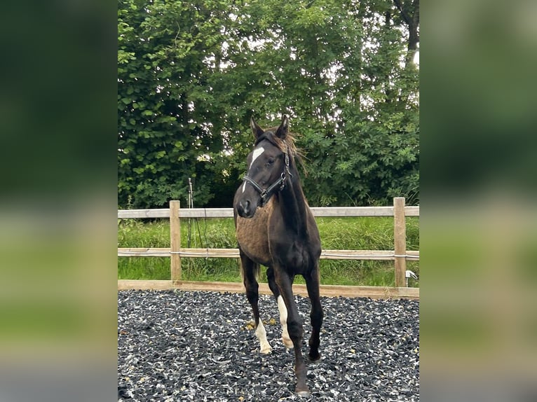 Dänisches Warmblut Wallach 1 Jahr 175 cm Schwarzbrauner in Risskov