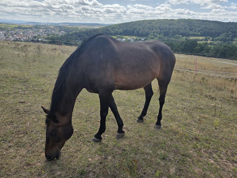 Dänisches Warmblut Wallach 20 Jahre 180 cm Brauner in Bad Salzschlirf