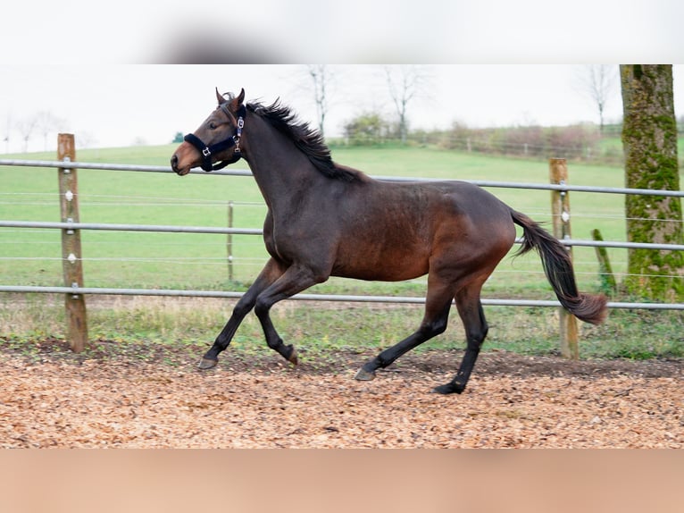 Dänisches Warmblut Wallach 2 Jahre 167 cm Brauner in Eningen unter Achalm