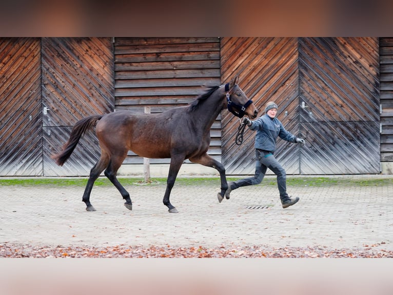 Dänisches Warmblut Wallach 2 Jahre 167 cm Brauner in Eningen unter Achalm