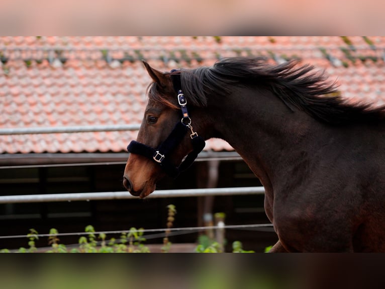 Dänisches Warmblut Wallach 2 Jahre 167 cm Brauner in Eningen unter Achalm