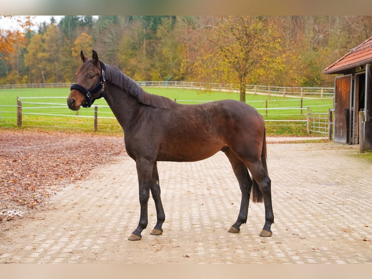 Dänisches Warmblut Wallach 2 Jahre 167 cm Brauner in Eningen unter Achalm