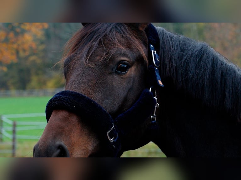 Dänisches Warmblut Wallach 2 Jahre 167 cm Brauner in Eningen unter Achalm