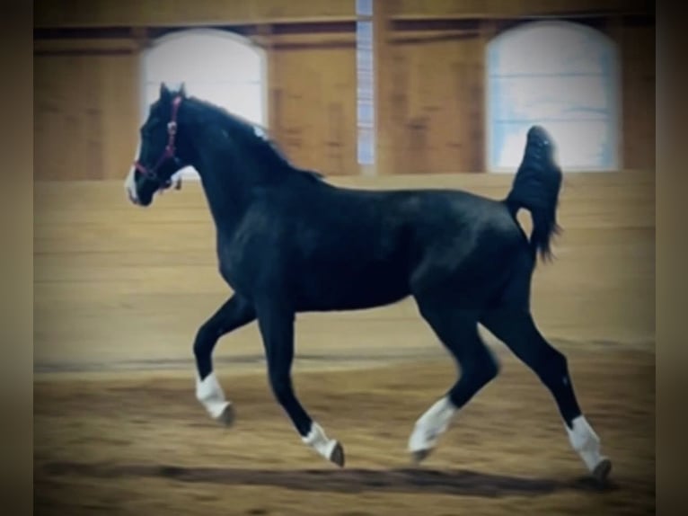 Dänisches Warmblut Wallach 2 Jahre 168 cm Rappe in Vadstena