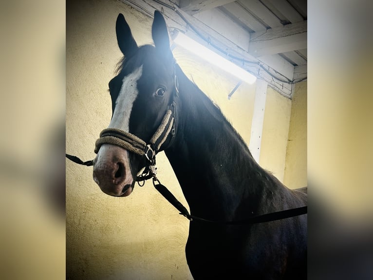 Dänisches Warmblut Wallach 2 Jahre 168 cm Rappe in Vadstena
