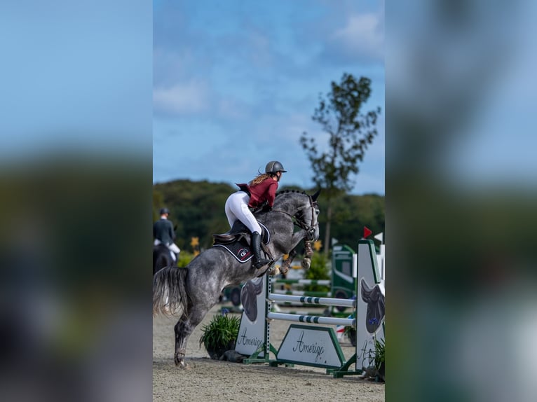 Dänisches Warmblut Wallach 2 Jahre 170 cm Brauner in Bredebro
