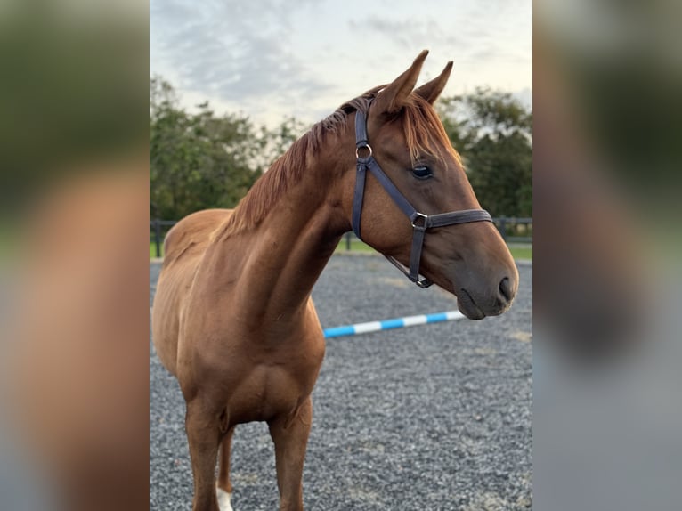 Dänisches Warmblut Wallach 2 Jahre 170 cm Dunkelfuchs in Hj&#xF8;rring