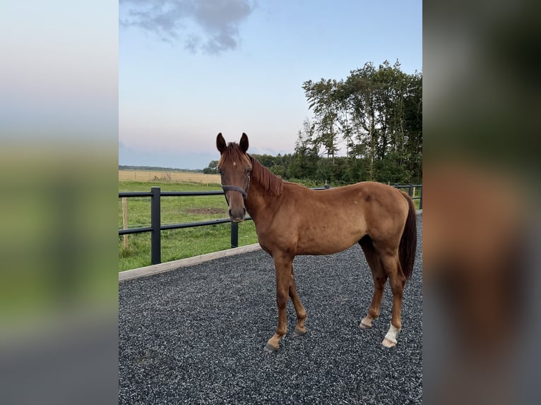 Dänisches Warmblut Wallach 2 Jahre 170 cm Dunkelfuchs in Hj&#xF8;rring