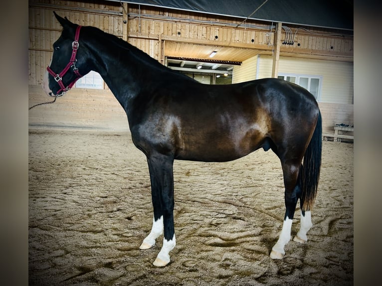 Dänisches Warmblut Wallach 2 Jahre 170 cm Rappe in Vadstena