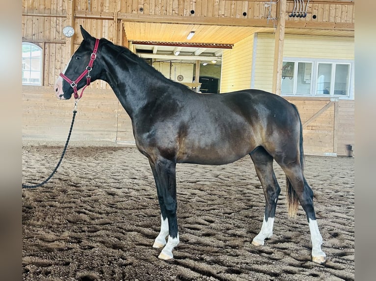 Dänisches Warmblut Wallach 2 Jahre 170 cm Rappe in Vadstena
