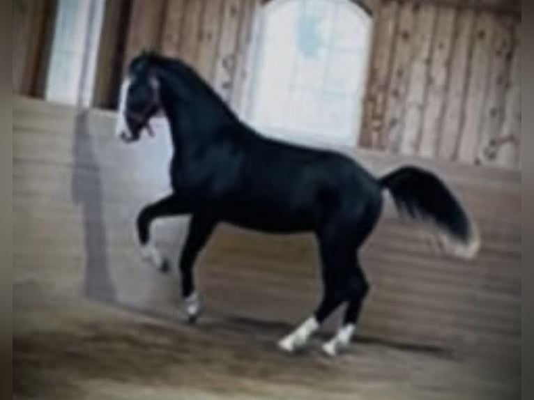 Dänisches Warmblut Wallach 2 Jahre 170 cm Rappe in Vadstena