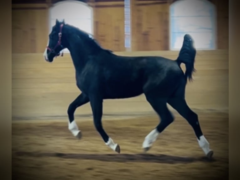 Dänisches Warmblut Wallach 2 Jahre 170 cm Rappe in Vadstena