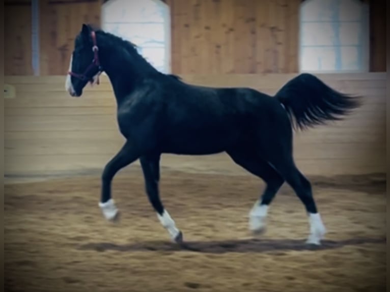 Dänisches Warmblut Wallach 2 Jahre 170 cm Rappe in Vadstena