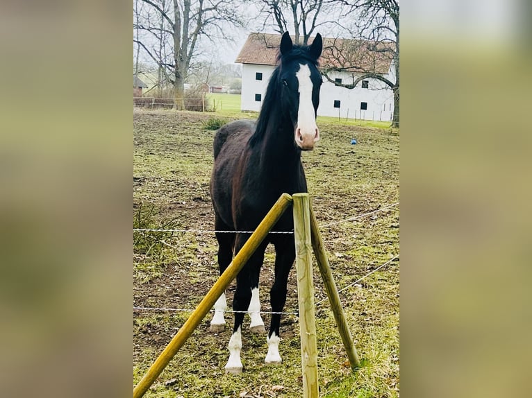 Dänisches Warmblut Wallach 2 Jahre 170 cm Rappe in Vadstena