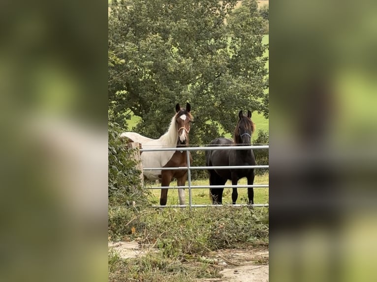 Dänisches Warmblut Mix Wallach 2 Jahre Schecke in S&#xFC;derbrarup