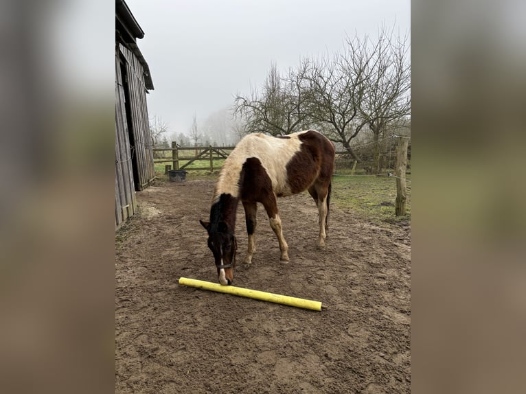 Dänisches Warmblut Mix Wallach 2 Jahre Schecke in S&#xFC;derbrarup