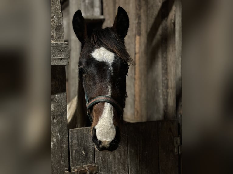 Dänisches Warmblut Mix Wallach 2 Jahre Schecke in S&#xFC;derbrarup