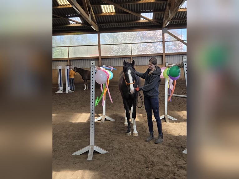 Dänisches Warmblut Wallach 3 Jahre 162 cm Rappe in Fredenbeck