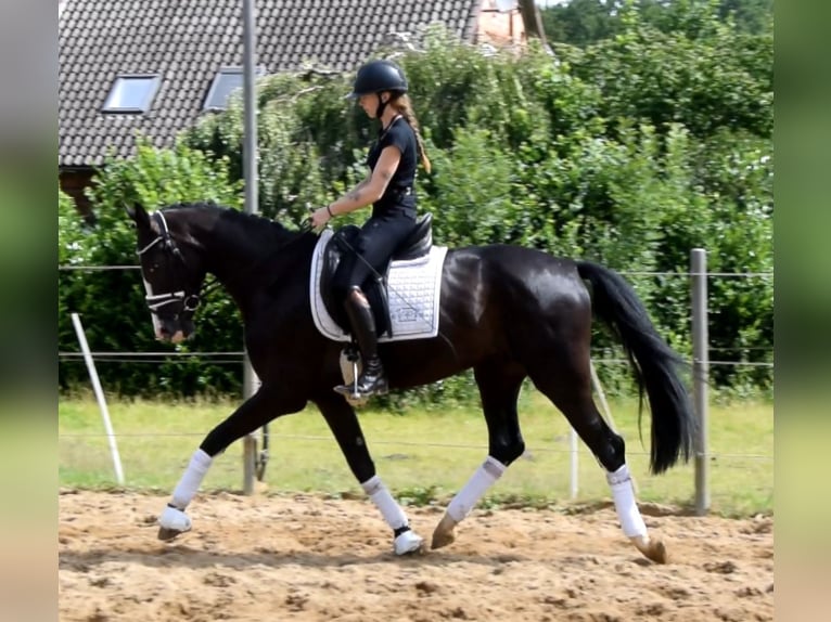 Dänisches Warmblut Wallach 3 Jahre 162 cm Rappe in Fredenbeck