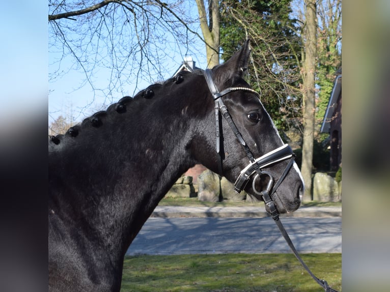 Dänisches Warmblut Wallach 3 Jahre 163 cm Rappe in Fredenbeck