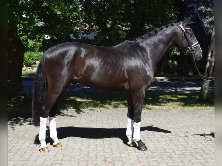 Dänisches Warmblut Wallach 3 Jahre 163 cm Rappe in Fredenbeck
