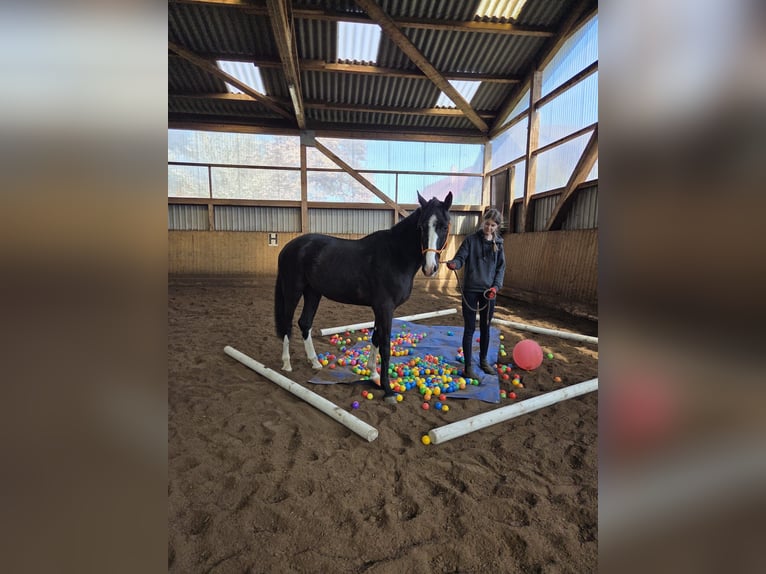 Dänisches Warmblut Wallach 3 Jahre 163 cm Rappe in Fredenbeck