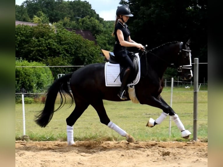 Dänisches Warmblut Wallach 3 Jahre 163 cm Rappe in Fredenbeck