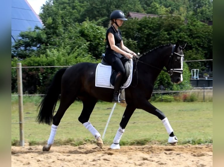 Dänisches Warmblut Wallach 3 Jahre 163 cm Rappe in Fredenbeck