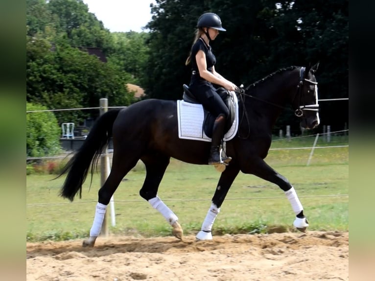 Dänisches Warmblut Wallach 3 Jahre 163 cm Rappe in Fredenbeck