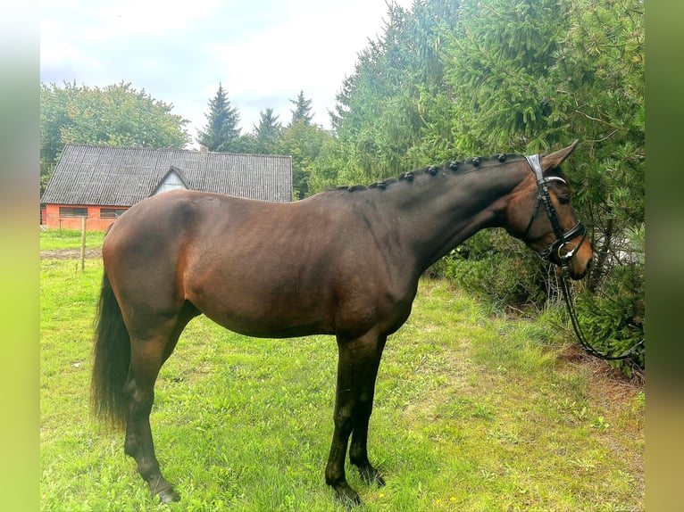 Dänisches Warmblut Wallach 3 Jahre 170 cm Brauner in Hadsten