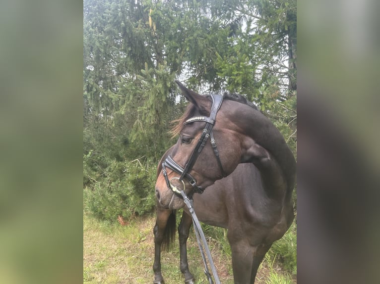 Dänisches Warmblut Wallach 3 Jahre 170 cm Brauner in Hadsten