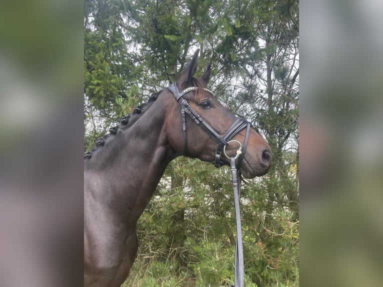 Dänisches Warmblut Wallach 3 Jahre 170 cm Brauner in Hadsten