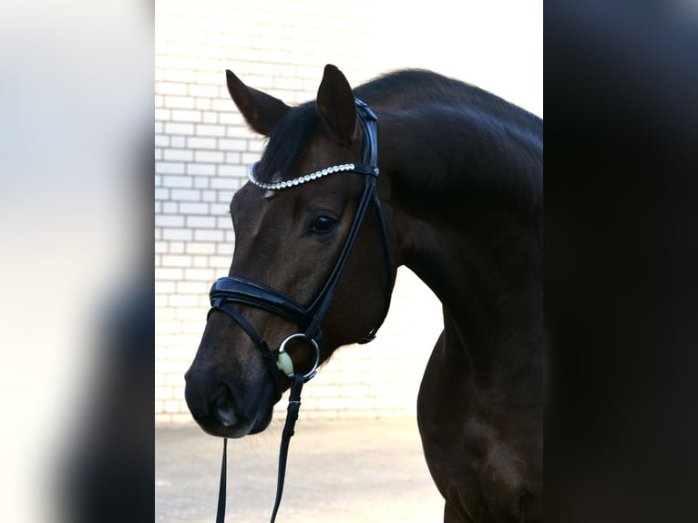 Dänisches Warmblut Wallach 3 Jahre 172 cm Dunkelfuchs in Duisburg