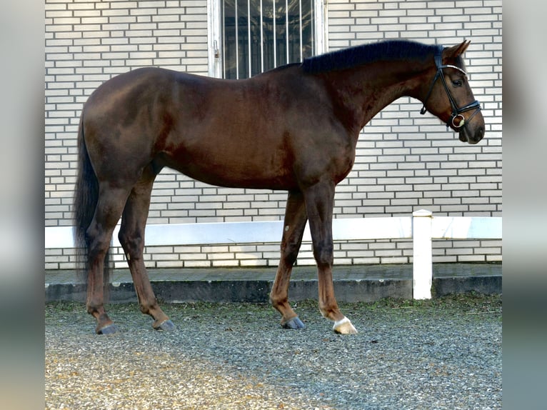 Dänisches Warmblut Wallach 3 Jahre 172 cm Dunkelfuchs in Duisburg