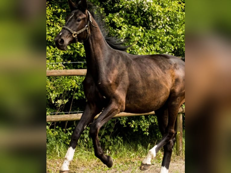 Dänisches Warmblut Wallach 3 Jahre 172 cm Rappe in Gedsted