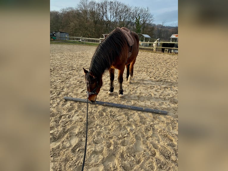 Dänisches Warmblut Wallach 4 Jahre 160 cm Brauner in Bielefeld