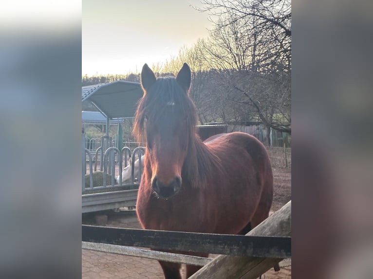 Dänisches Warmblut Wallach 4 Jahre 160 cm Brauner in Bielefeld