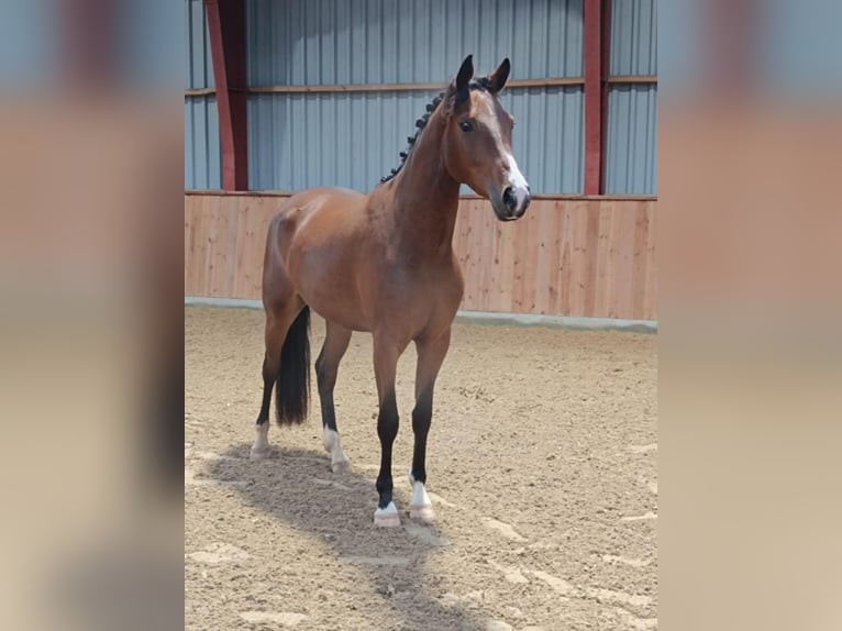 Dänisches Warmblut Wallach 4 Jahre 164 cm Brauner in Hobro