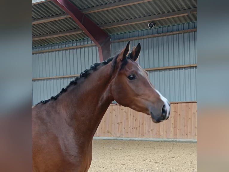 Dänisches Warmblut Wallach 4 Jahre 164 cm Brauner in Hobro