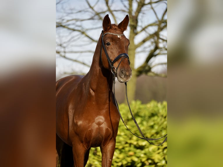 Dänisches Warmblut Wallach 4 Jahre 167 cm Fuchs in Horstmar