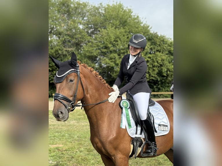 Dänisches Warmblut Wallach 4 Jahre 170 cm Fuchs in Geisenheim