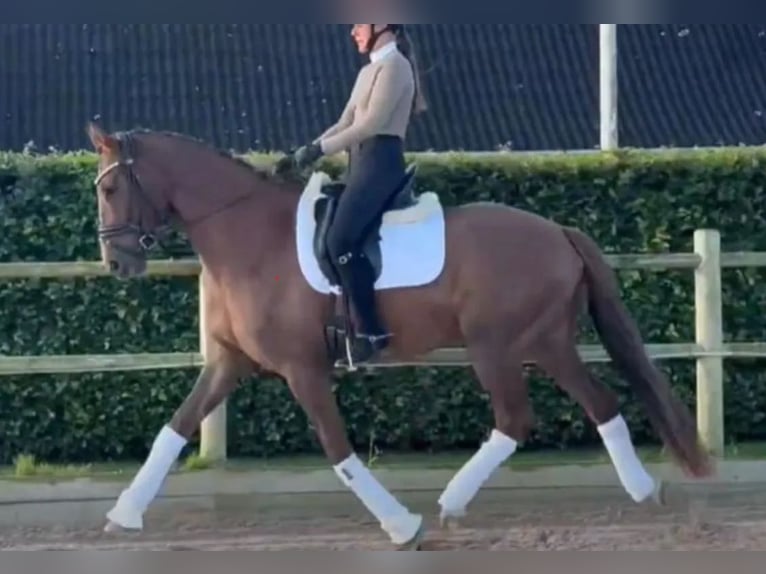 Dänisches Warmblut Wallach 4 Jahre 170 cm Fuchs in Svinninge