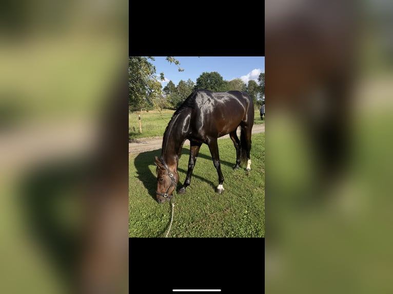 Dänisches Warmblut Wallach 4 Jahre 172 cm Brauner in Soroe