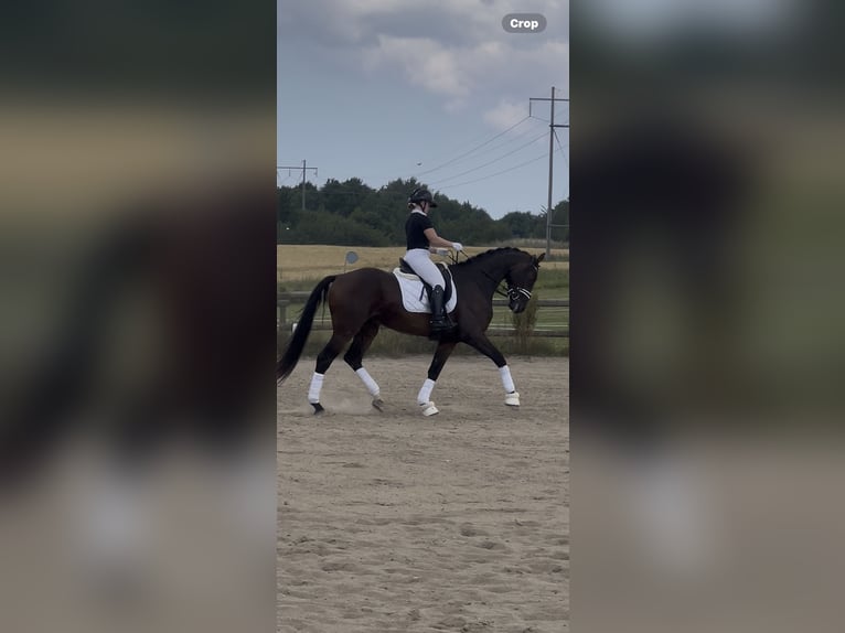 Dänisches Warmblut Wallach 4 Jahre 172 cm Brauner in Soroe
