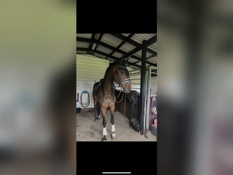 Dänisches Warmblut Wallach 4 Jahre 172 cm Brauner in Soroe