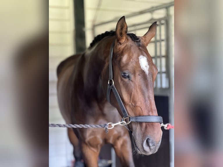 Dänisches Warmblut Wallach 4 Jahre 172 cm Brauner in Soroe