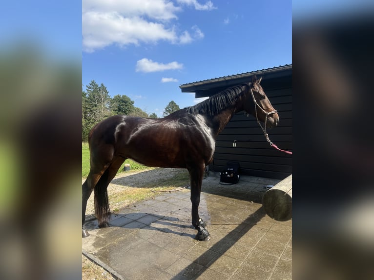Dänisches Warmblut Wallach 4 Jahre 172 cm Brauner in Soroe