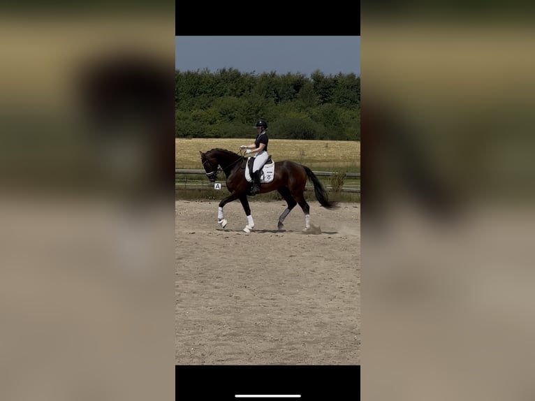 Dänisches Warmblut Wallach 4 Jahre 172 cm Brauner in Soroe