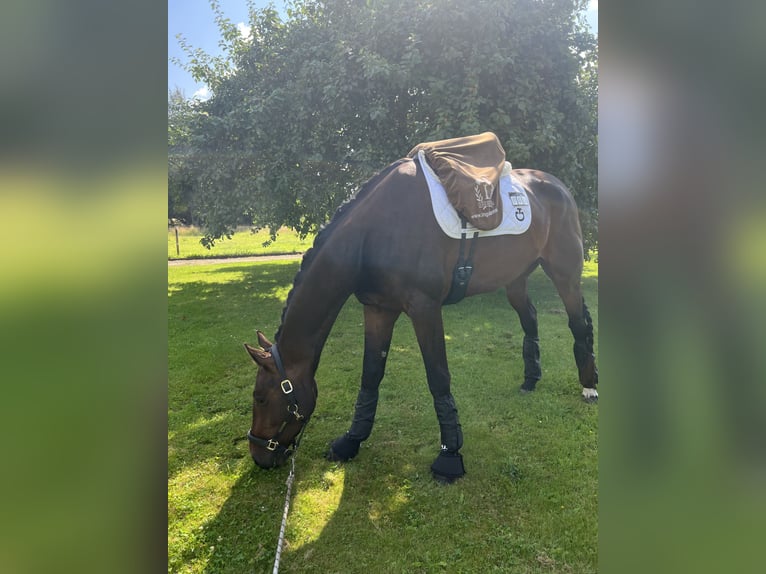 Dänisches Warmblut Wallach 4 Jahre 172 cm Brauner in Soroe